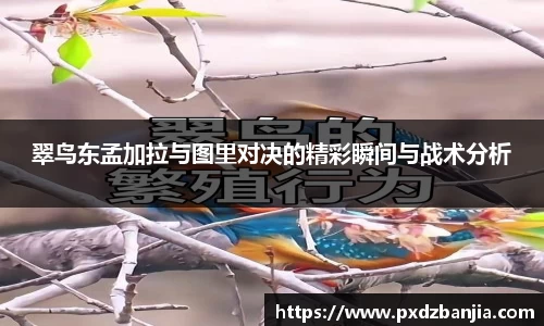 翠鸟东孟加拉与图里对决的精彩瞬间与战术分析